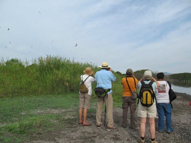  Excursions to mangroves 